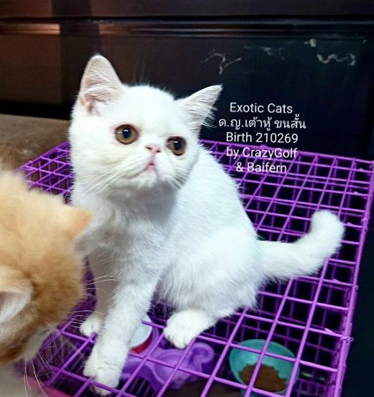 เอ็กโซติก ชอร์ตแฮร์ (Exotic Shorthair) เอ็กโซติก แคท