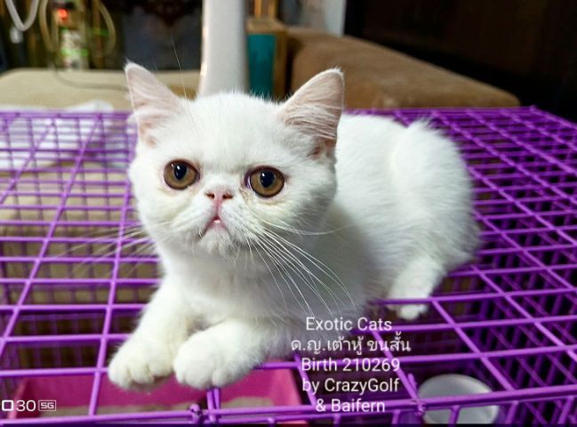 เอ็กโซติก แคท รูปที่ 2