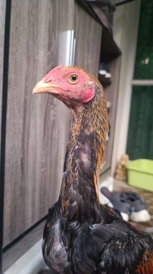 ไก่เหลืองหางขาว 