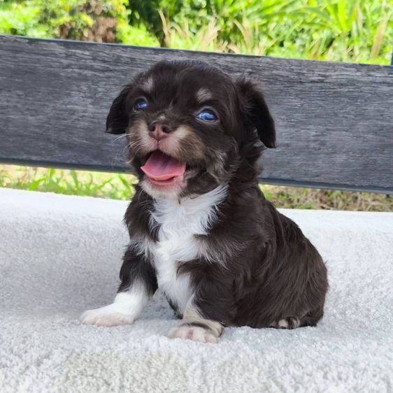 ชิวาวา (Chihuahua) เล็ก เด็กชายชิวาวา