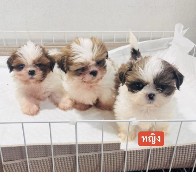 ขายน้องชิสุห์