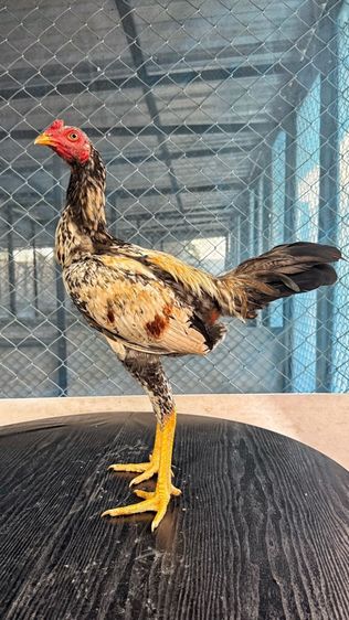 ไก่ชน