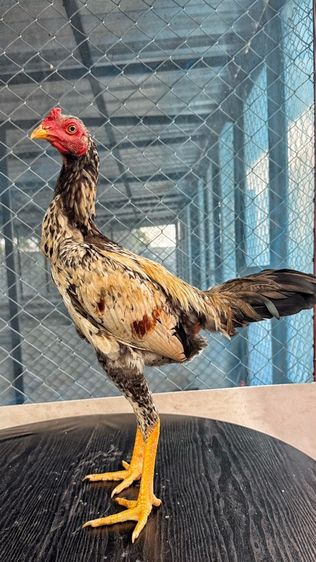 ไก่ชน รูปที่ 4