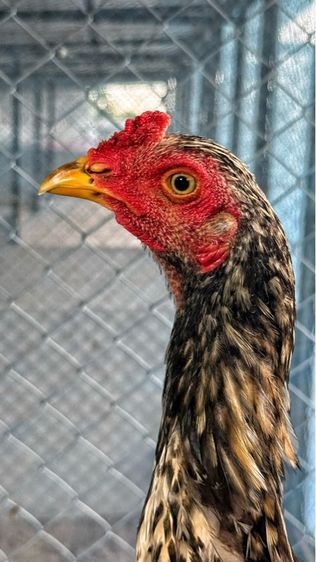 ไก่ชน รูปที่ 6