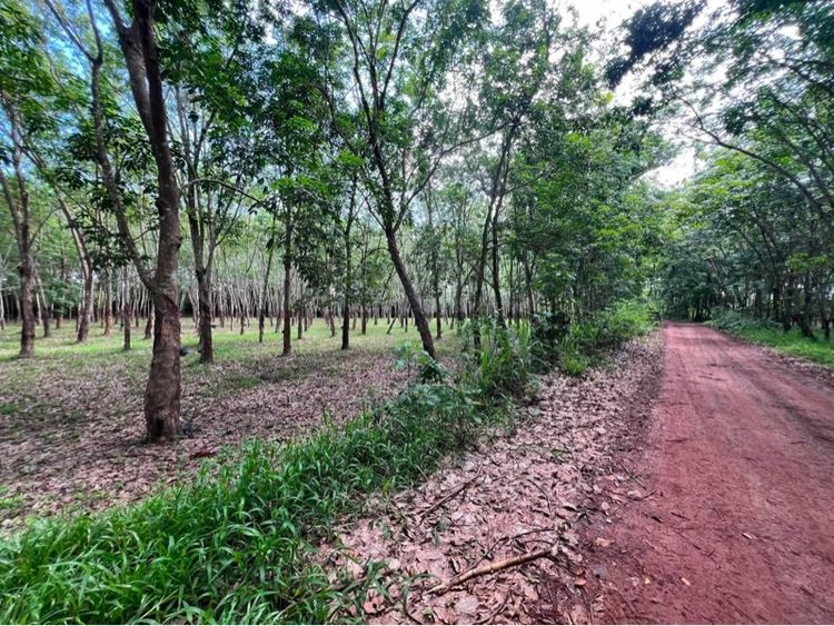 ที่ดิน โฉนด รูปที่ 4