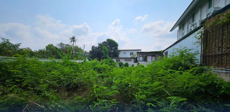 ขายที่ดิน สุขุมวิท 101 BTS ปุณณวิถี 159 ตร.วา น้ำไม่ท่วม ถนนกว้าง 8 เมตร รูปที่ 4