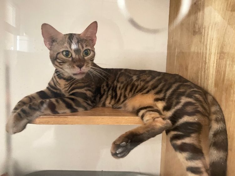 เบงกอล (Bengal House Cat) แมวเบงกอล