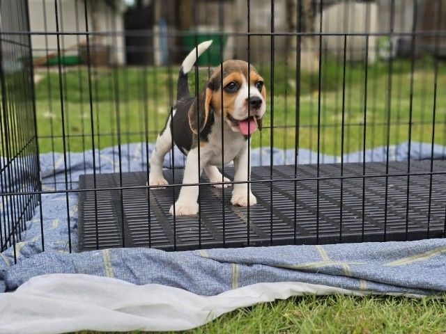 บีเกิล (Beagle) เล็ก ลูกสุนัขบีเกิ้ลเมีย