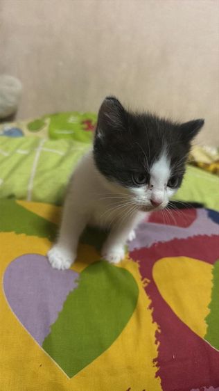 สก็อตติช โฟลด์ (Scottish Fold) สก้อตติช