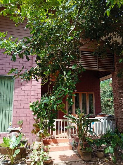 บ้าน พร้อมสวนเงาะ ลองกอง