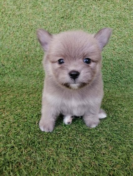 ปอมเมอเรเนียน (Pomeranian) เล็ก ปอมผสมชิวาว่า ช. สีเทา ปกติ 5500 หลุดจองลดเหลือ 3900 พร้อมย้าย
