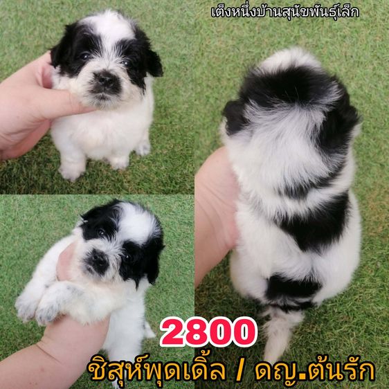 ชิสุห์ผสมพุดเดิ้ล ปกติ 3500 จัดโปร เริ่มเเค่ 2000 พร้อมย้าย