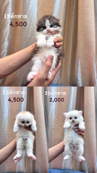 สก็อตติช โฟลด์ (Scottish Fold) สก็อตติชโฟลด์