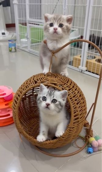 มันช์กิ้น (Munchkin) หาบ้านให้มั้นกิ้นสก็อต