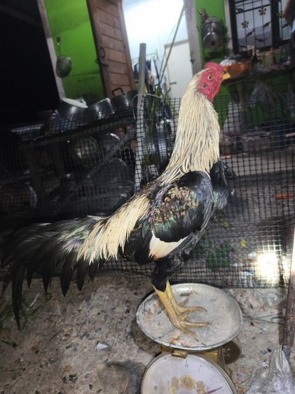 แบ่งไก่หนุ่มพม่า  6-7เดือน  วัดวง นน.2.6-2.7 กก.  รูปที่ 2