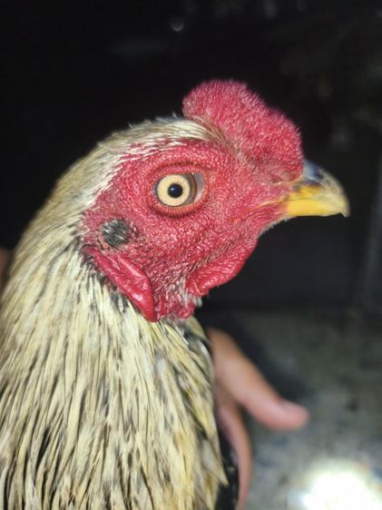 แบ่งไก่หนุ่มพม่า  6-7เดือน  วัดวง นน.2.6-2.7 กก.  รูปที่ 3