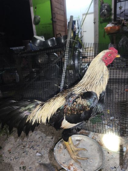แบ่งไก่หนุ่มพม่า  6-7เดือน  วัดวง นน.2.6-2.7 กก. 