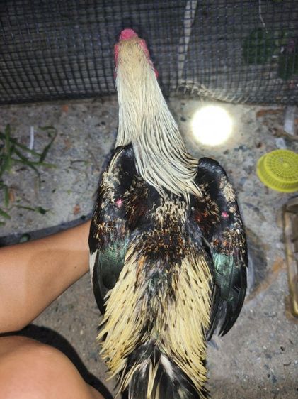 แบ่งไก่หนุ่มพม่า  6-7เดือน  วัดวง นน.2.6-2.7 กก.  รูปที่ 4