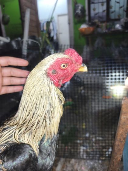 แบ่งไก่หนุ่มพม่า  6-7เดือน  วัดวง นน.2.6-2.7 กก.  รูปที่ 6