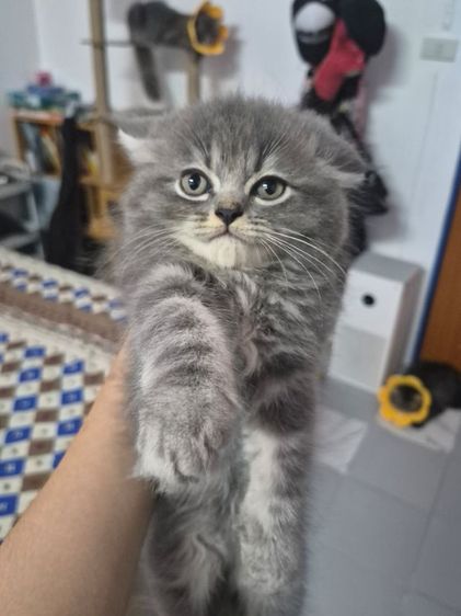 แมวเปอร์เซีย