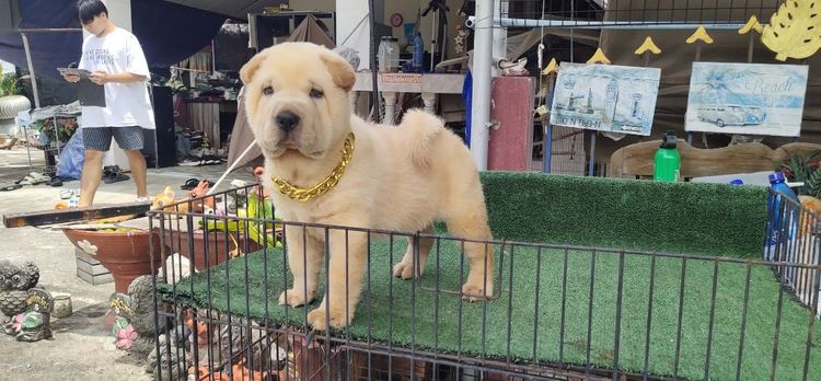 เชาเชา (Chow Chow) กลาง สุนัขชาไป่ย