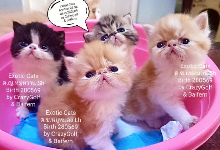 เอ็กโซติก แคท 