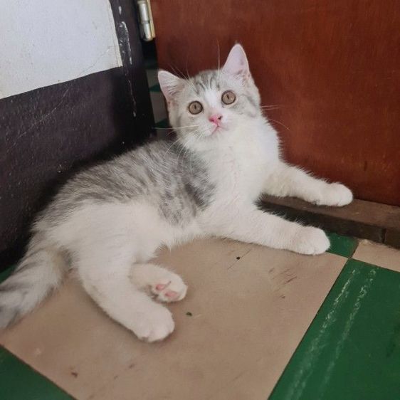 สก็อตติช โฟลด์ (Scottish Fold) สกอตติช หูตั้ง