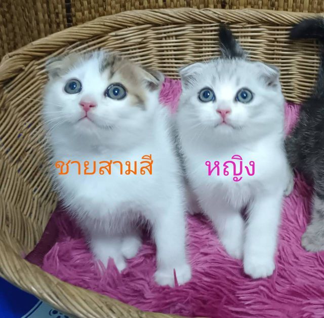 ขายแมวสก็อตติชหูพับมีทั้งชายและหญิง