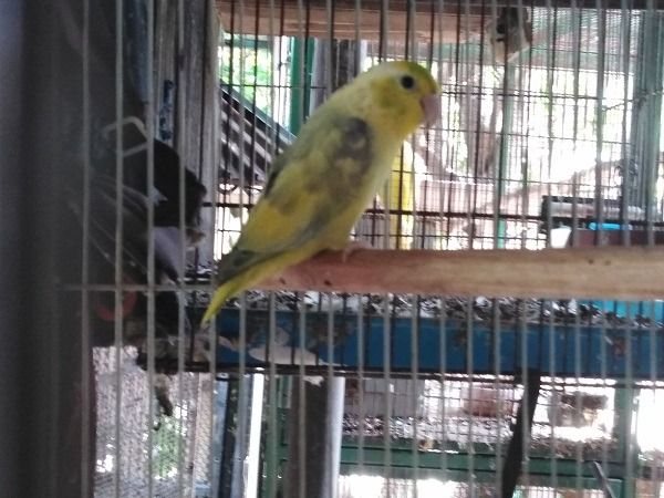 ฟอพัสพร้อมทำ หลายตัว รูปที่ 2