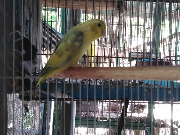 ฟอพัสพร้อมทำ หลายตัว