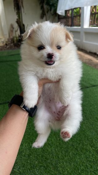 ปอมเมอเรเนียน (Pomeranian) เล็ก ปอมผสมชิวาว่า