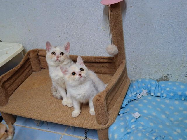 สก็อตติช โฟลด์ (Scottish Fold) บริติชผสมสก๊อตติช