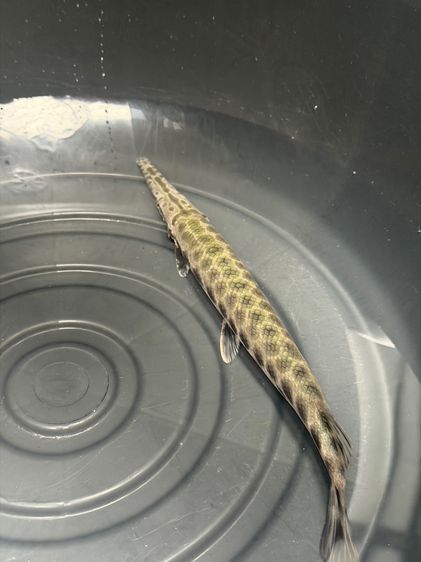 อื่นๆ ปลา Florida gar 