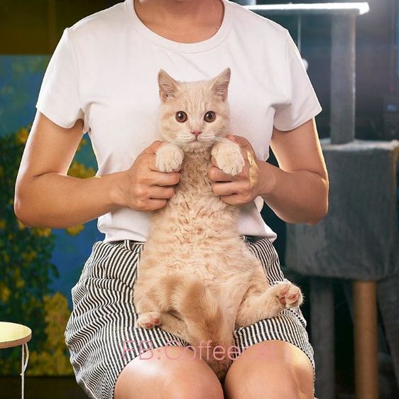 บริติช ชอร์ตแฮร์ (British Shorthair) ลดประชากร แมวสายพันธุ์ british short hair สีครีมเพศผู้WCF