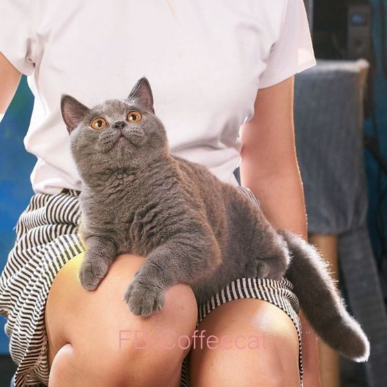 แมวสายพันธุ์ british short hair สี blueWCF