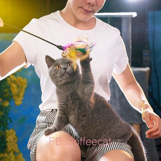 แมวสายพันธุ์ british short hair สี blueWCF รูปที่ 4