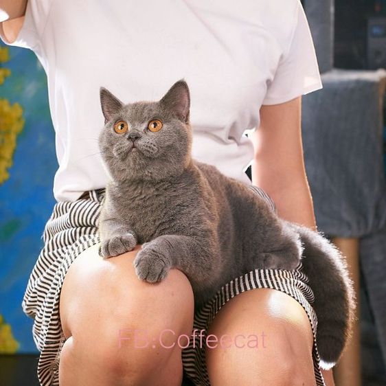 แมวสายพันธุ์ british short hair สี blueWCF รูปที่ 3