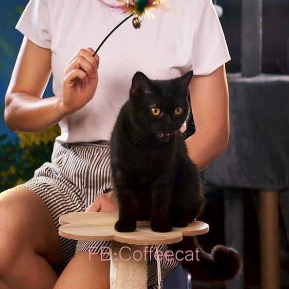 เด็กหญิงสีดำ ขนเงานุ่มหางใหญ่ในตากลมสะท้อนแสง สายพันธุ์ british shorthairWacaf รูปที่ 2