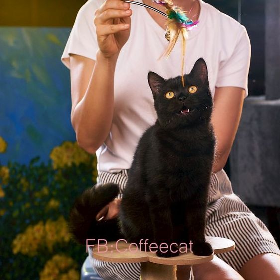 บริติช ชอร์ตแฮร์ (British Shorthair) เด็กหญิงสีดำ ขนเงานุ่มหางใหญ่ในตากลมสะท้อนแสง สายพันธุ์ british shorthairWacaf