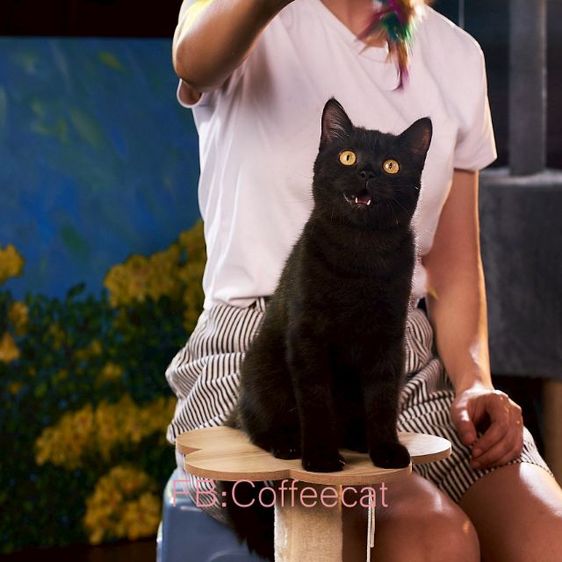 เด็กหญิงสีดำ ขนเงานุ่มหางใหญ่ในตากลมสะท้อนแสง สายพันธุ์ british shorthairWacaf รูปที่ 4
