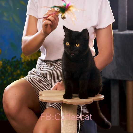 เด็กหญิงสีดำ ขนเงานุ่มหางใหญ่ในตากลมสะท้อนแสง สายพันธุ์ british shorthairWacaf รูปที่ 3