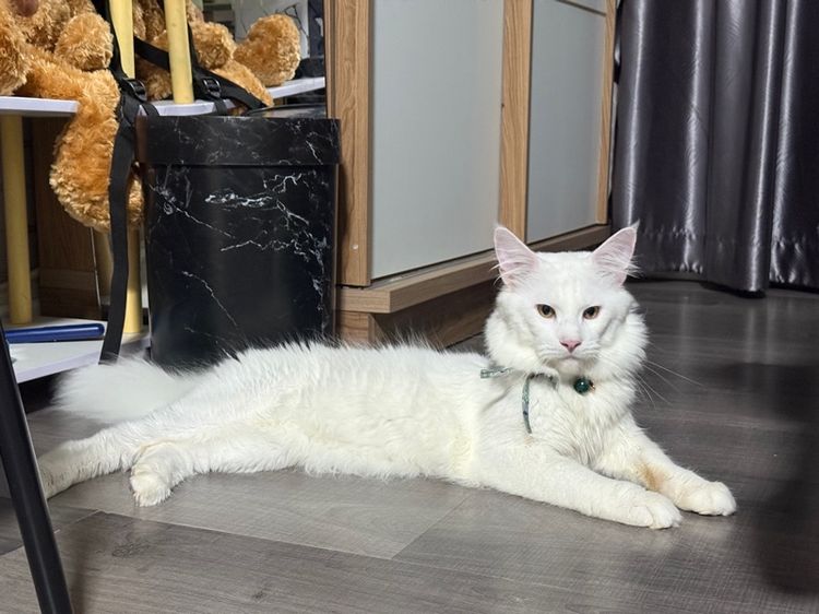 MainCoon 