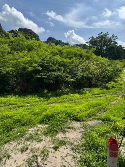 ที่ดินเปล่าเกาะพีพี