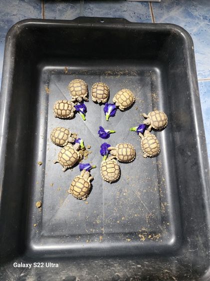 เต่า Sulcata