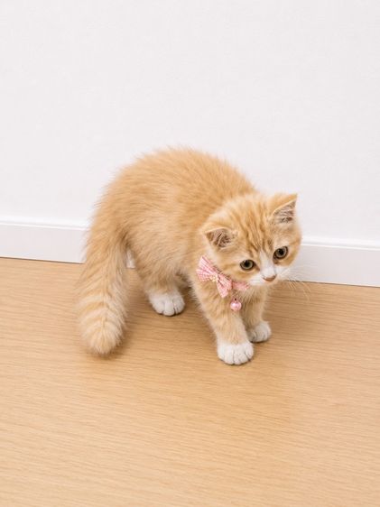 สก็อตติช โฟลด์ (Scottish Fold) แมวส้มสก็อตติช