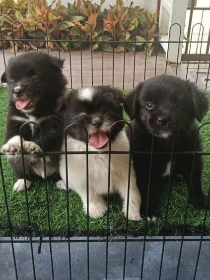 ชิสุผสม