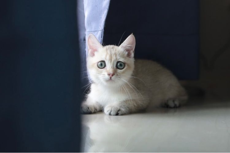 บริติช ชอร์ตแฮร์ (British Shorthair) บริติช ช๊อตแฮร์ British Shorthair เพศเมีย