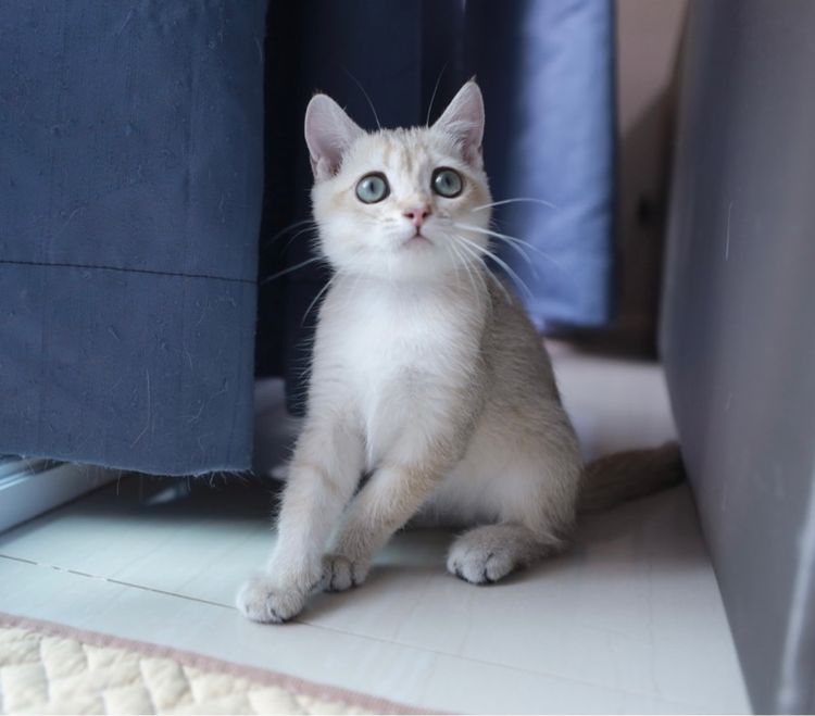 บริติช ช๊อตแฮร์ British Shorthair เพศเมีย รูปที่ 3