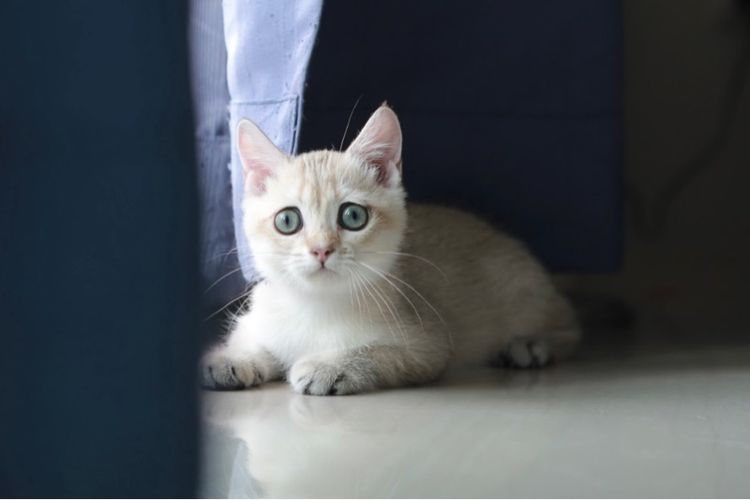 บริติช ช๊อตแฮร์ British Shorthair เพศเมีย รูปที่ 2