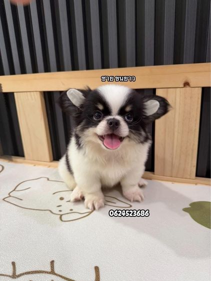 ชิวาวาไต้หวัน  รูปที่ 3